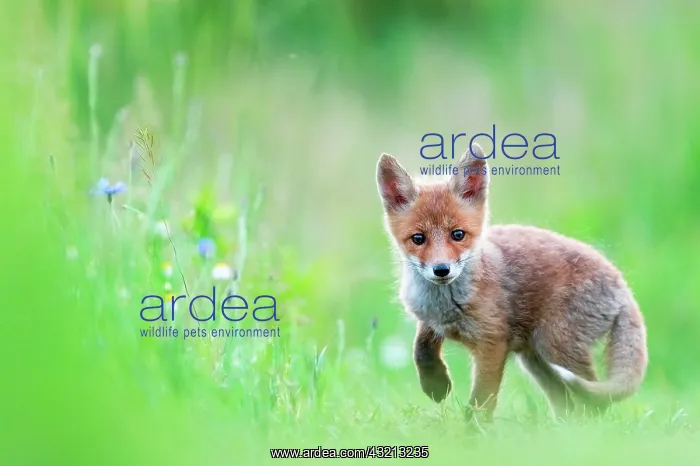 : Red fox (Vulpes vulpes) young in the grass, Slovakia : Red fox (Vulpes vulpes) young in the grass, Slovakia