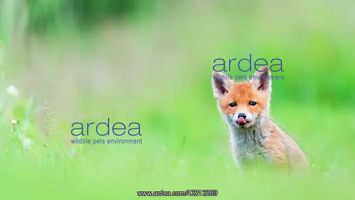 : Red fox (Vulpes vulpes) young in the grass, Slovakia : Red fox (Vulpes vulpes) young in the grass, Slovakia