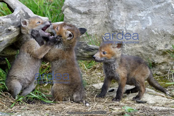 : Red fox (Vulpes vulpes) young playing, Doubs, Franche-Comt& : Red fox (Vulpes vulpes) young playing, Doubs, Franche-Comt&