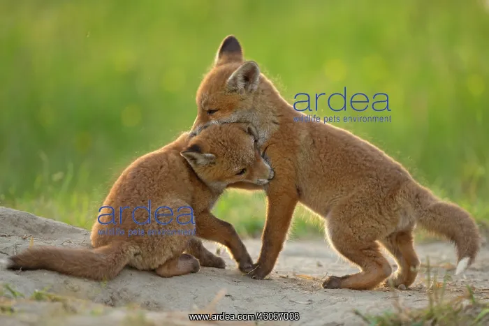 : Red fox (Vulpes vulpes ) young playing, Country : Red fox (Vulpes vulpes ) young playing, Country