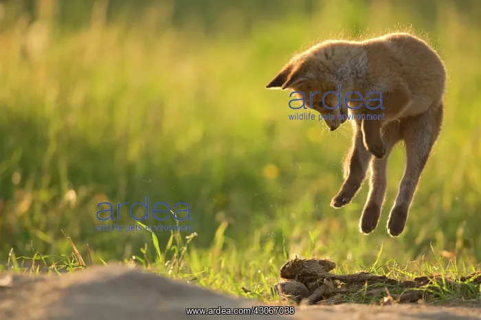  : Red fox (Vulpes vulpes ) young playing, Country