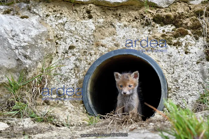 : Red fox (Vulpes vulpes) young in a rainwater pipe : Red fox (Vulpes vulpes) young in a rainwater pipe
