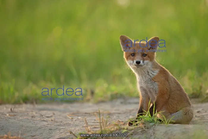 : Red fox (Vulpes vulpes ) young sitting, Country : Red fox (Vulpes vulpes ) young sitting, Country