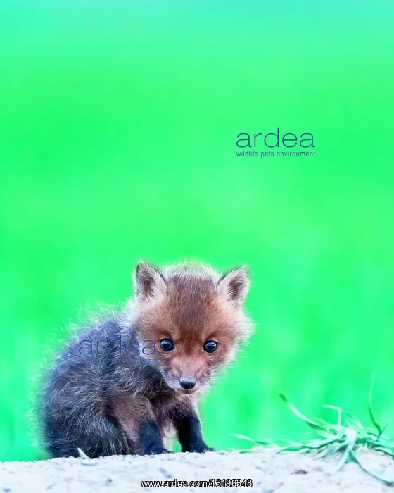 : Red fox (Vulpes vulpes) young, Slovakia : Red fox (Vulpes vulpes) young, Slovakia