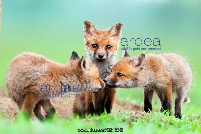 : Red fox (Vulpes vulpes) youngs playing in the grass : Red fox (Vulpes vulpes) youngs playing in the grass
