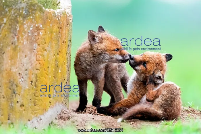 : Red fox (Vulpes vulpes) youngs playing in the grass : Red fox (Vulpes vulpes) youngs playing in the grass