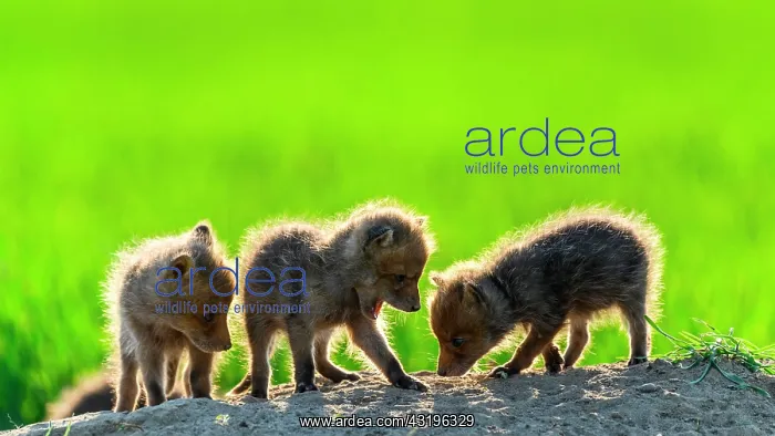 : Red fox (Vulpes vulpes) youngs playing, Slovakia : Red fox (Vulpes vulpes) youngs playing, Slovakia