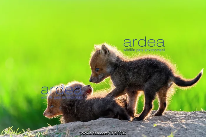 : Red fox (Vulpes vulpes) youngs playing, Slovakia : Red fox (Vulpes vulpes) youngs playing, Slovakia