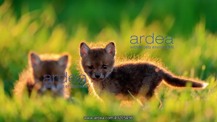: Red fox (Vulpes vulpes) youngs playing, Slovakia : Red fox (Vulpes vulpes) youngs playing, Slovakia