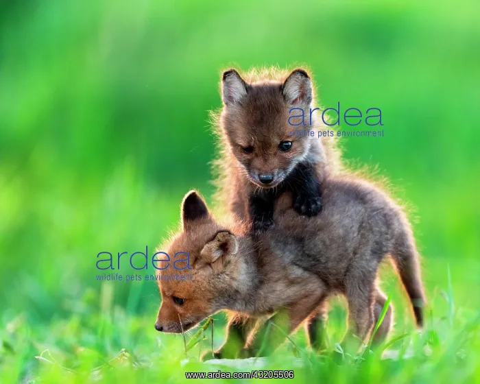 : Red fox (Vulpes vulpes) youngs playing, Slovakia : Red fox (Vulpes vulpes) youngs playing, Slovakia