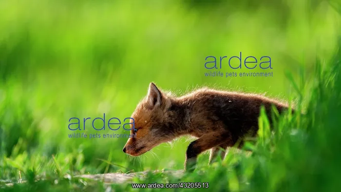: Red fox (Vulpes vulpes) youngs playing, Slovakia : Red fox (Vulpes vulpes) youngs playing, Slovakia