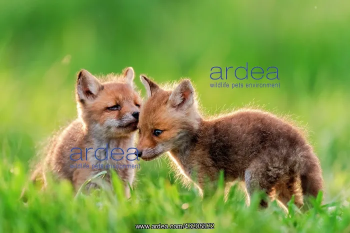 : Red fox (Vulpes vulpes) youngs playing, Slovakia : Red fox (Vulpes vulpes) youngs playing, Slovakia
