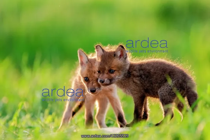  : Red fox (Vulpes vulpes) youngs playing, Slovakia