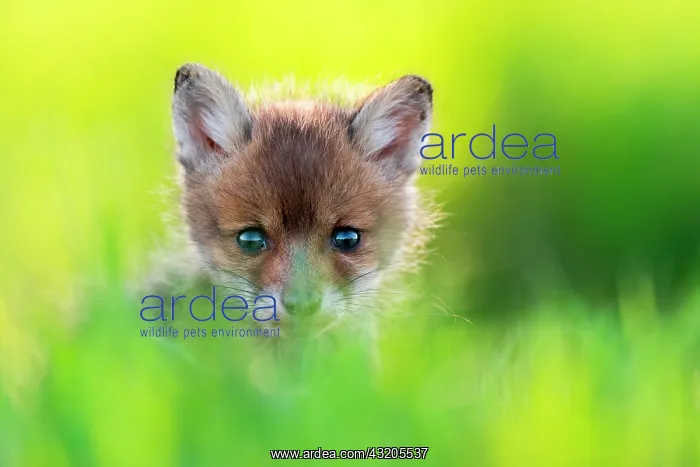  : Red fox (Vulpes vulpes) youngs playing, Slovakia