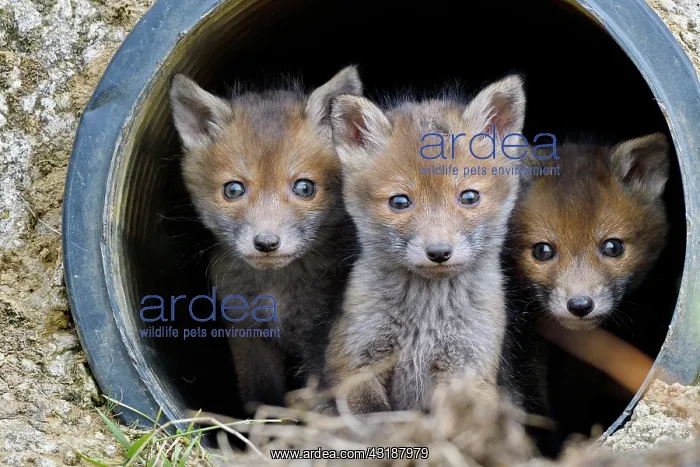 : Red fox (Vulpes vulpes) youngs in a rainwater pipe : Red fox (Vulpes vulpes) youngs in a rainwater pipe