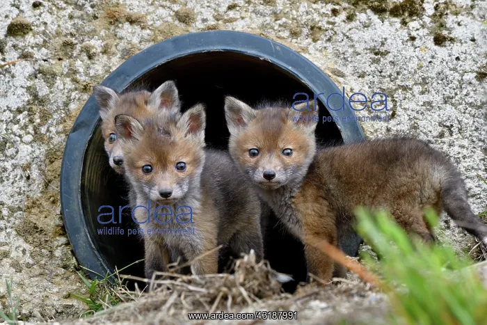 : Red fox (Vulpes vulpes) youngs in a rainwater pipe : Red fox (Vulpes vulpes) youngs in a rainwater pipe