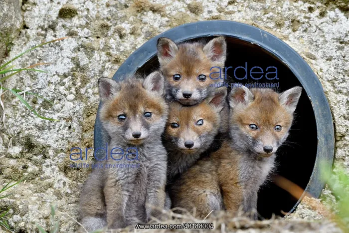 : Red fox (Vulpes vulpes) youngs in a rainwater pipe : Red fox (Vulpes vulpes) youngs in a rainwater pipe