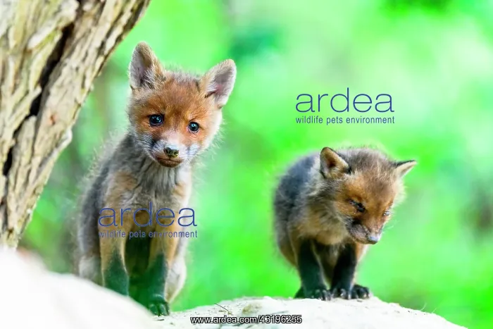 : Red fox (Vulpes vulpes) youngs, Slovakia : Red fox (Vulpes vulpes) youngs, Slovakia
