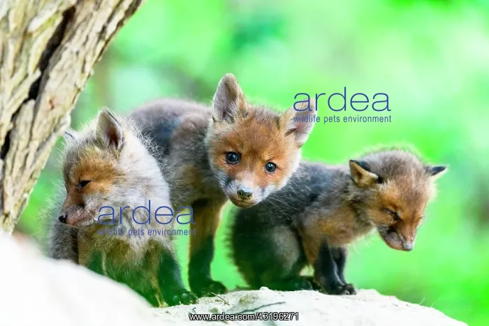: Red fox (Vulpes vulpes) youngs, Slovakia : Red fox (Vulpes vulpes) youngs, Slovakia