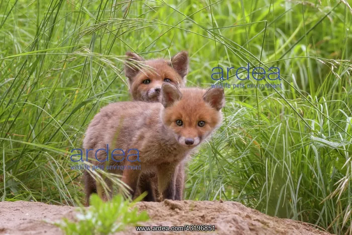 : Red fox (Vulpes vulpes) youngs a few weeks old in : Red fox (Vulpes vulpes) youngs a few weeks old in