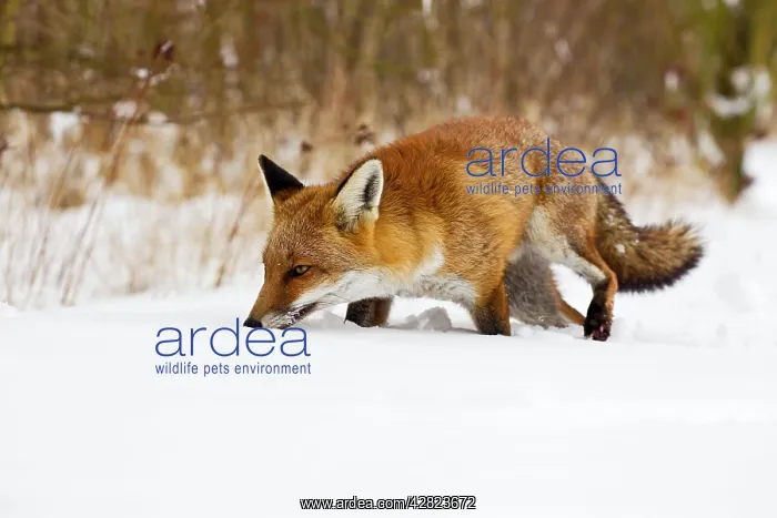 : Red Fox - walking in snow : Red Fox - walking in snow