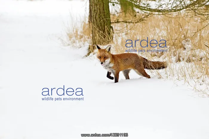 : Red Fox - walking in snow : Red Fox - walking in snow