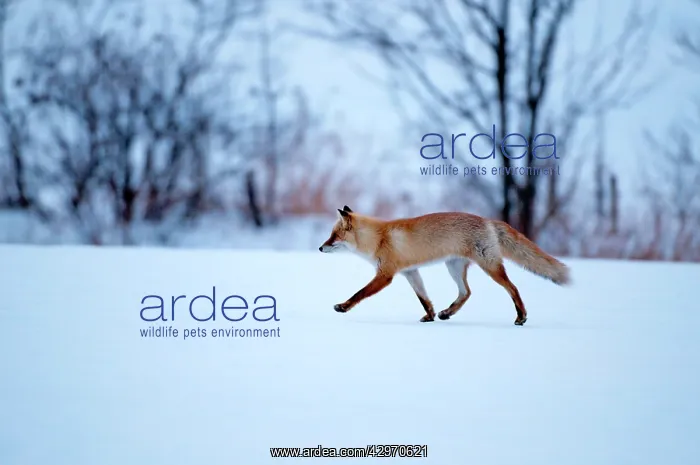 : Red Fox - walking across snow covered field : Red Fox - walking across snow covered field