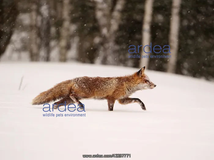 : Red Fox-walking across a snow covered meadow, Czech : Red Fox-walking across a snow covered meadow, Czech