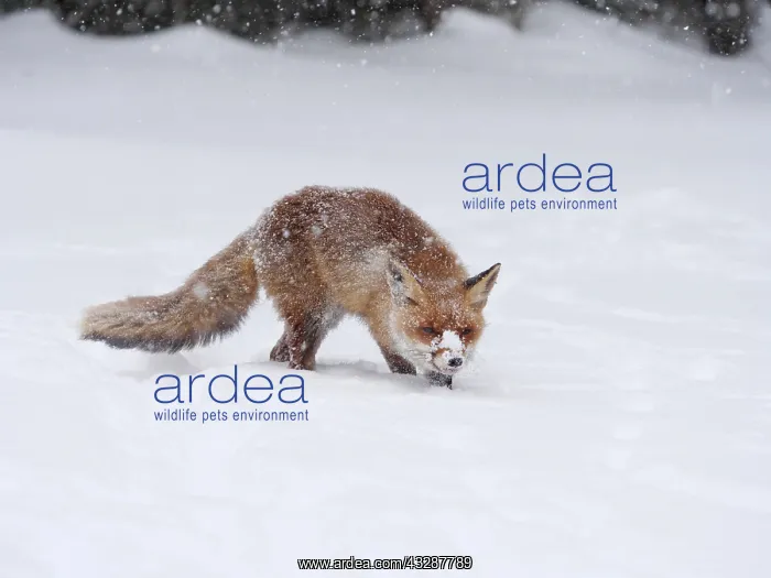 : Red Fox-walking across a snow covered meadow, Czech : Red Fox-walking across a snow covered meadow, Czech