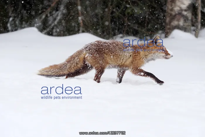  : Red Fox-walking across a snow covered meadow, Czech