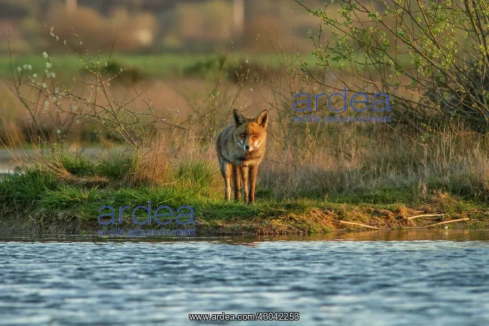  : Red Fox at waters edge