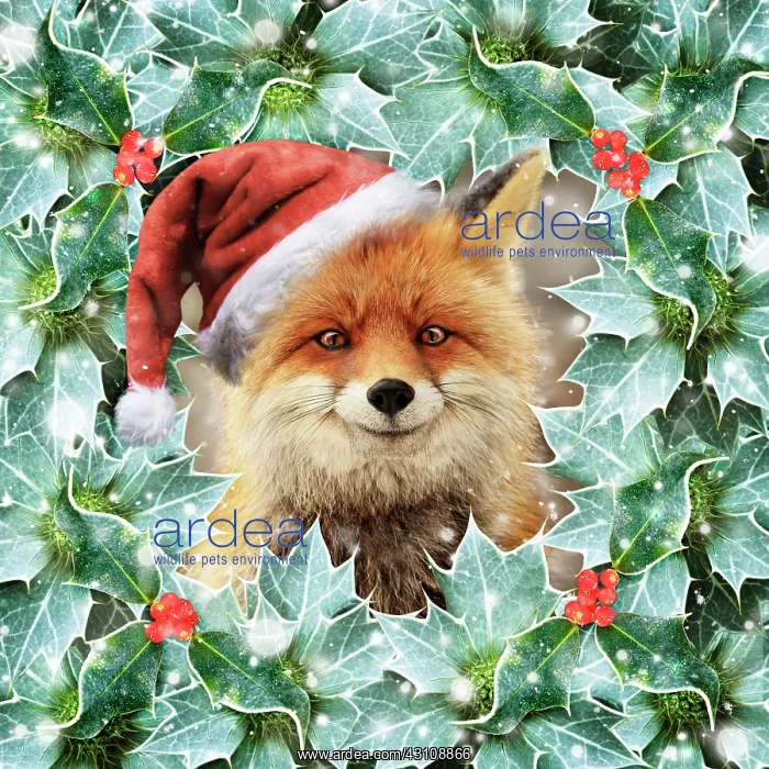 : Red Fox, wearing Christmas hat in falling snow surrounded : Red Fox, wearing Christmas hat in falling snow surrounded