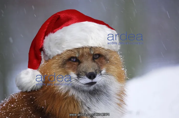 : Red Fox in wearing Christmas hat in winter snow : Red Fox in wearing Christmas hat in winter snow
