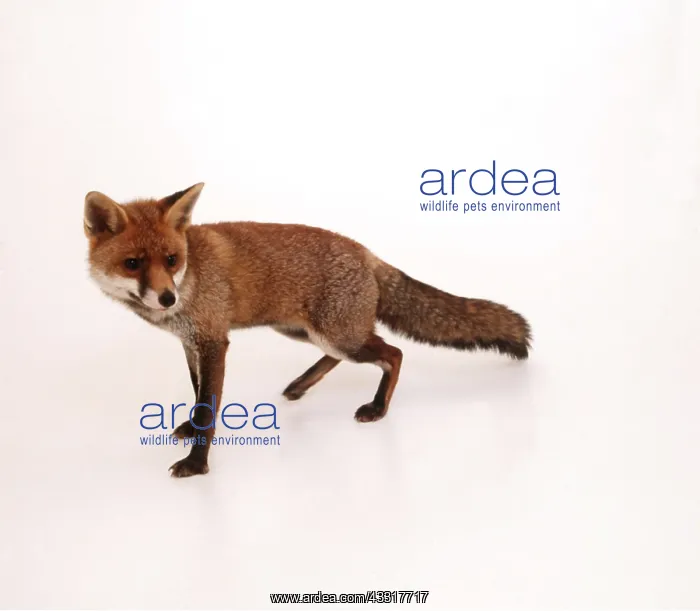 : RED FOX - white background : RED FOX - white background