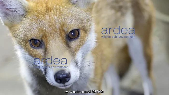 : Red fox - wild urban vixen - Birmingham UK : Red fox - wild urban vixen - Birmingham UK
