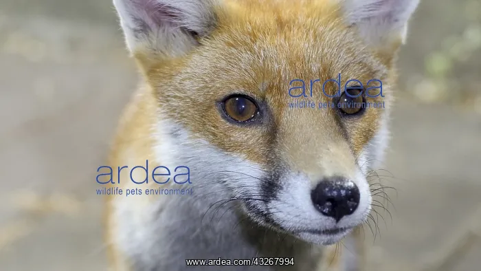 : Red fox - wild urban vixen - Birmingham UK : Red fox - wild urban vixen - Birmingham UK