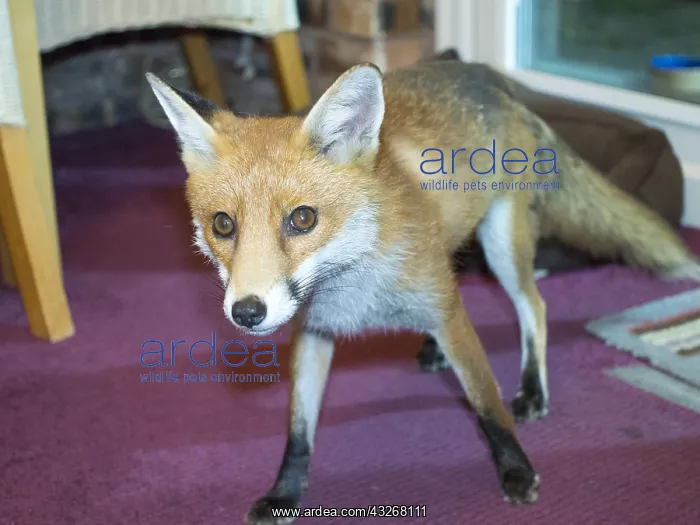 : Red fox - wild urban vixen coming into house - : Red fox - wild urban vixen coming into house -