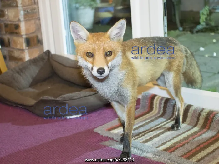 : Red fox - wild urban vixen coming into house - Birmingham : Red fox - wild urban vixen coming into house - Birmingham