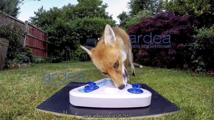 : Red fox - wild urban vixen with dog treat toy - : Red fox - wild urban vixen with dog treat toy -