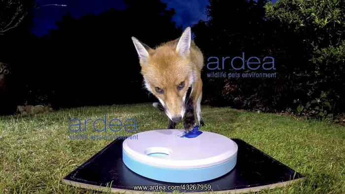 : Red fox - wild urban vixen with dog treat toy - : Red fox - wild urban vixen with dog treat toy -