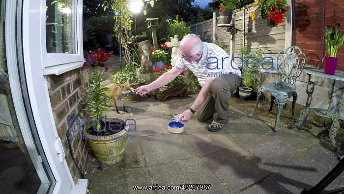 : Red fox - wild urban vixen being fed by the photographer : Red fox - wild urban vixen being fed by the photographer