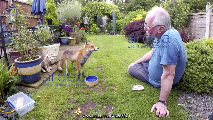 : Red fox - wild urban vixen being fed by the photographer : Red fox - wild urban vixen being fed by the photographer