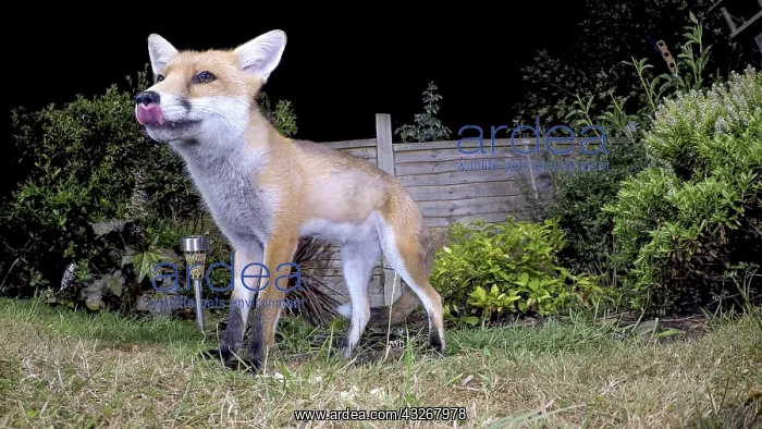 : Red fox - wild urban vixen feeding in garden - Birmingham : Red fox - wild urban vixen feeding in garden - Birmingham