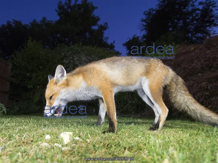 : Red fox - wild urban vixen feeding in garden - Birmingham : Red fox - wild urban vixen feeding in garden - Birmingham