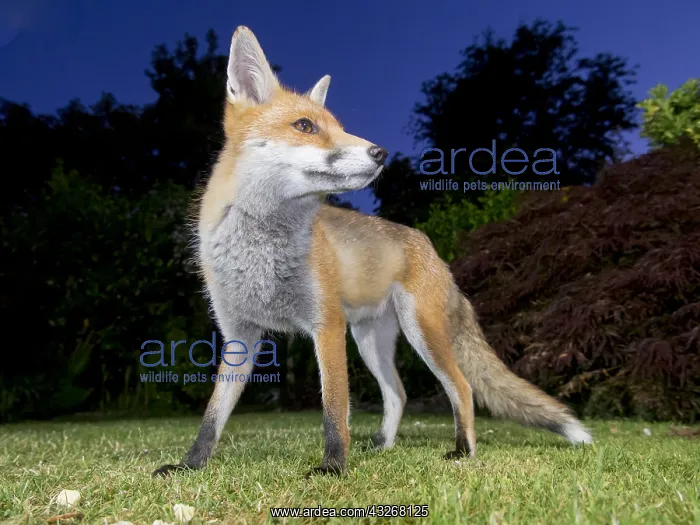 : Red fox - wild urban vixen feeding in garden - Birmingham : Red fox - wild urban vixen feeding in garden - Birmingham