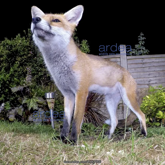 : Red fox - wild urban vixen in garden - Birmingham : Red fox - wild urban vixen in garden - Birmingham