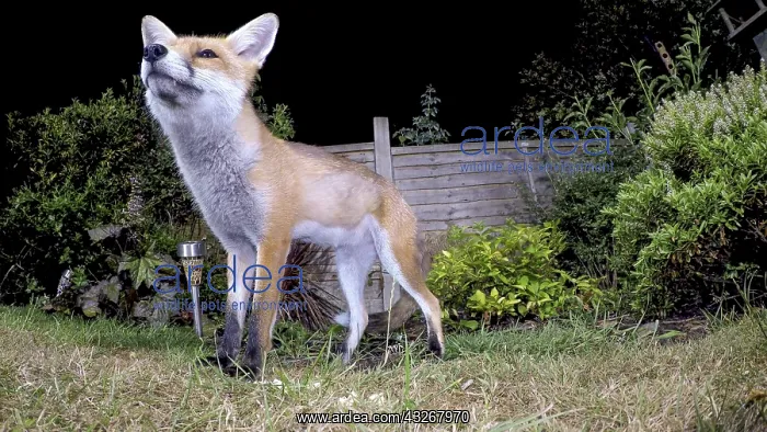 : Red fox - wild urban vixen in garden - Birmingham : Red fox - wild urban vixen in garden - Birmingham
