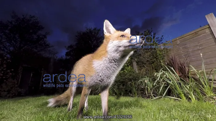 : Red fox - wild urban vixen in garden - Birmingham : Red fox - wild urban vixen in garden - Birmingham