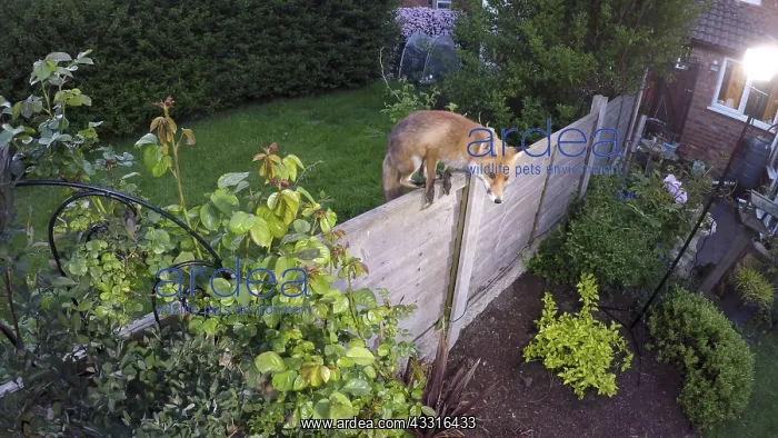 : Red fox - wild urban vixen jumping fence - Birmingham : Red fox - wild urban vixen jumping fence - Birmingham