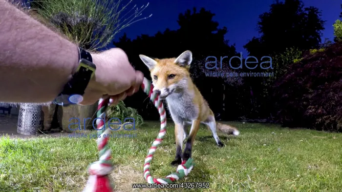 : Red fox - wild urban vixen playing with rope toy : Red fox - wild urban vixen playing with rope toy